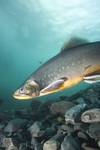 Röding - Arctic Charr - Salvelinus Alpinus